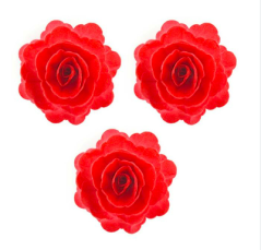 Čínská růže velká červená 3 ks