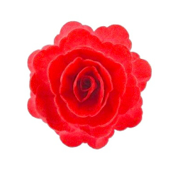 Čínská růže velká červená 3 ks