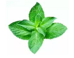 Ochucovací pasta (Máta zelená Linea)