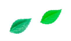 Jedlý papír-zelené listy 40 ks